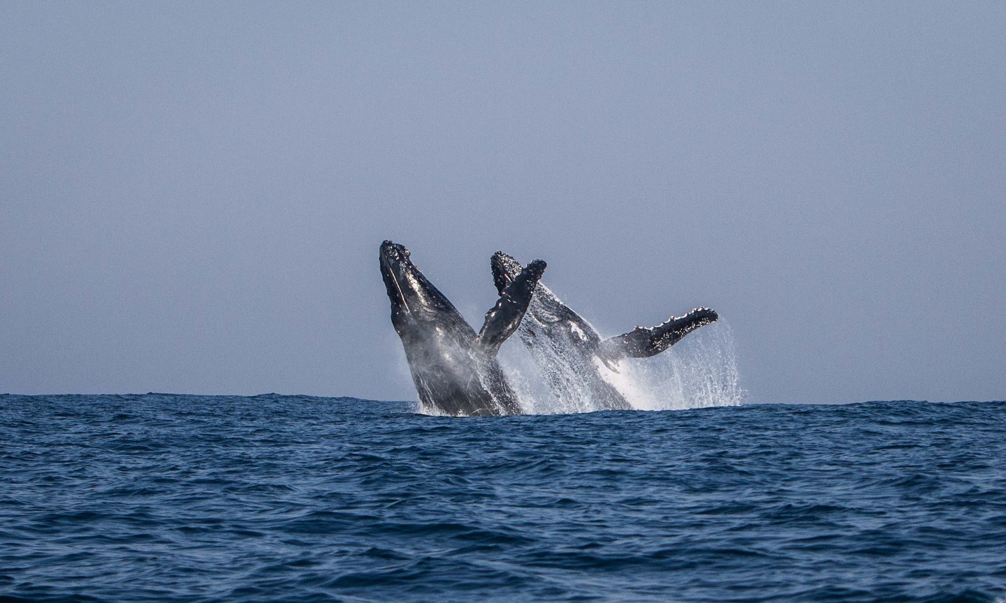 Plongée Western Cape