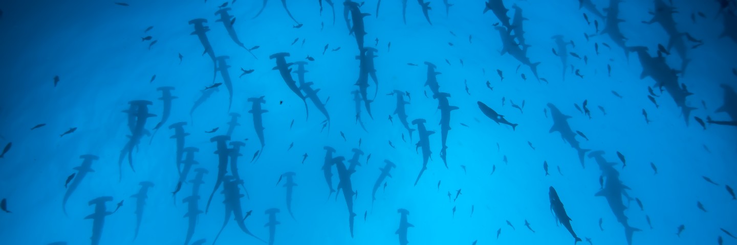 Plongée Cocos-Island