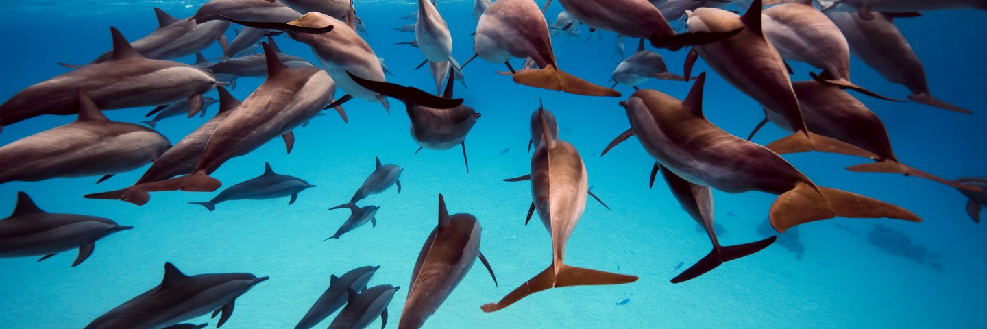 Plongée-Riviera-égyptienne