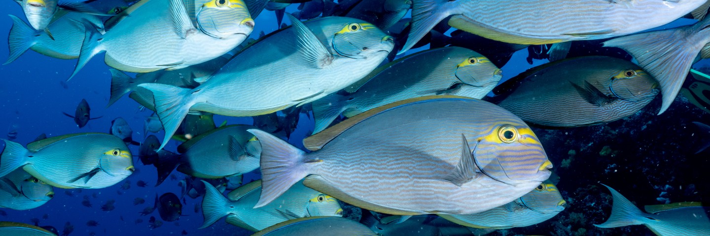 Plongée-Comodo-Alor