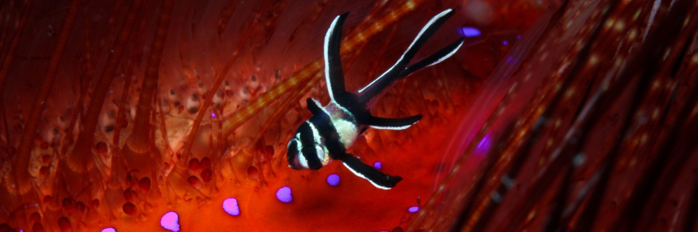 plongée-Sulawesi-du-Nord