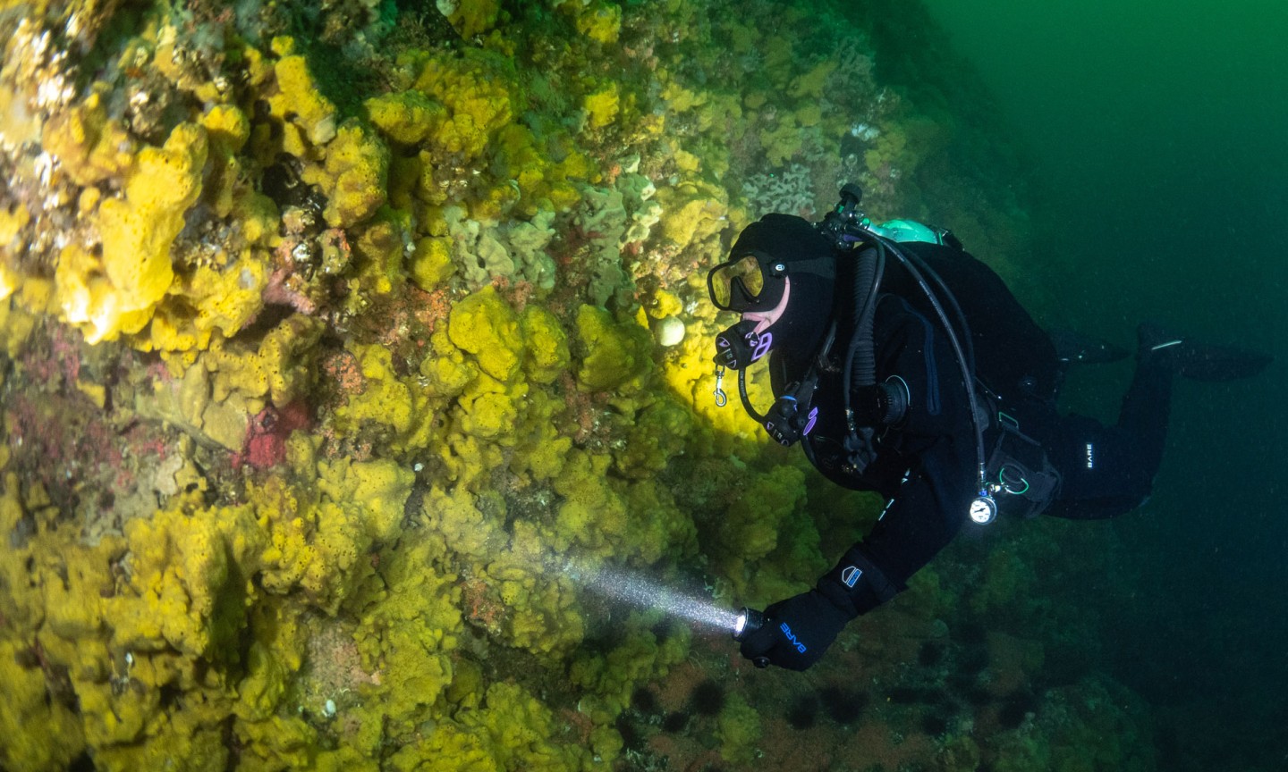Plongée Campbell River