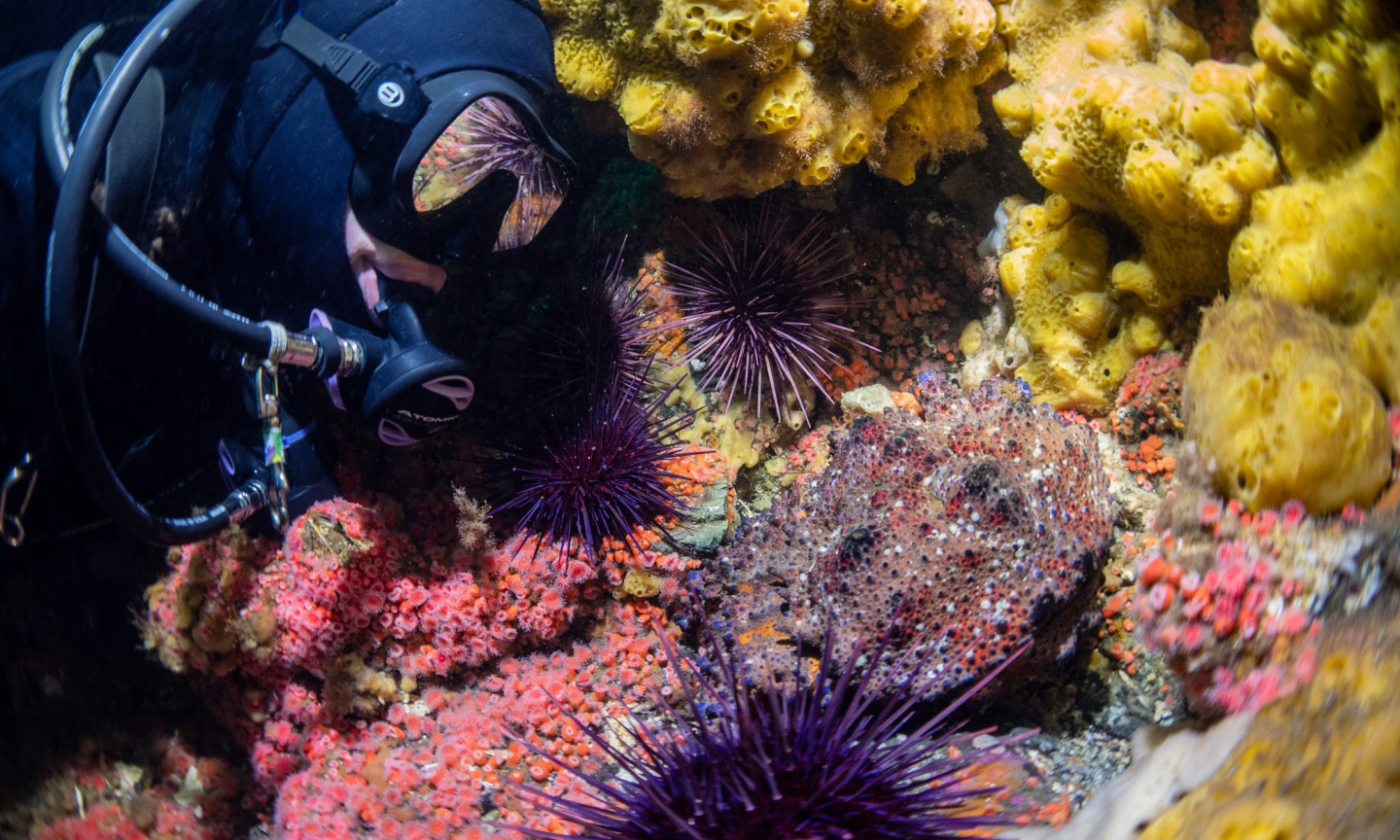 Plongée Campbell River