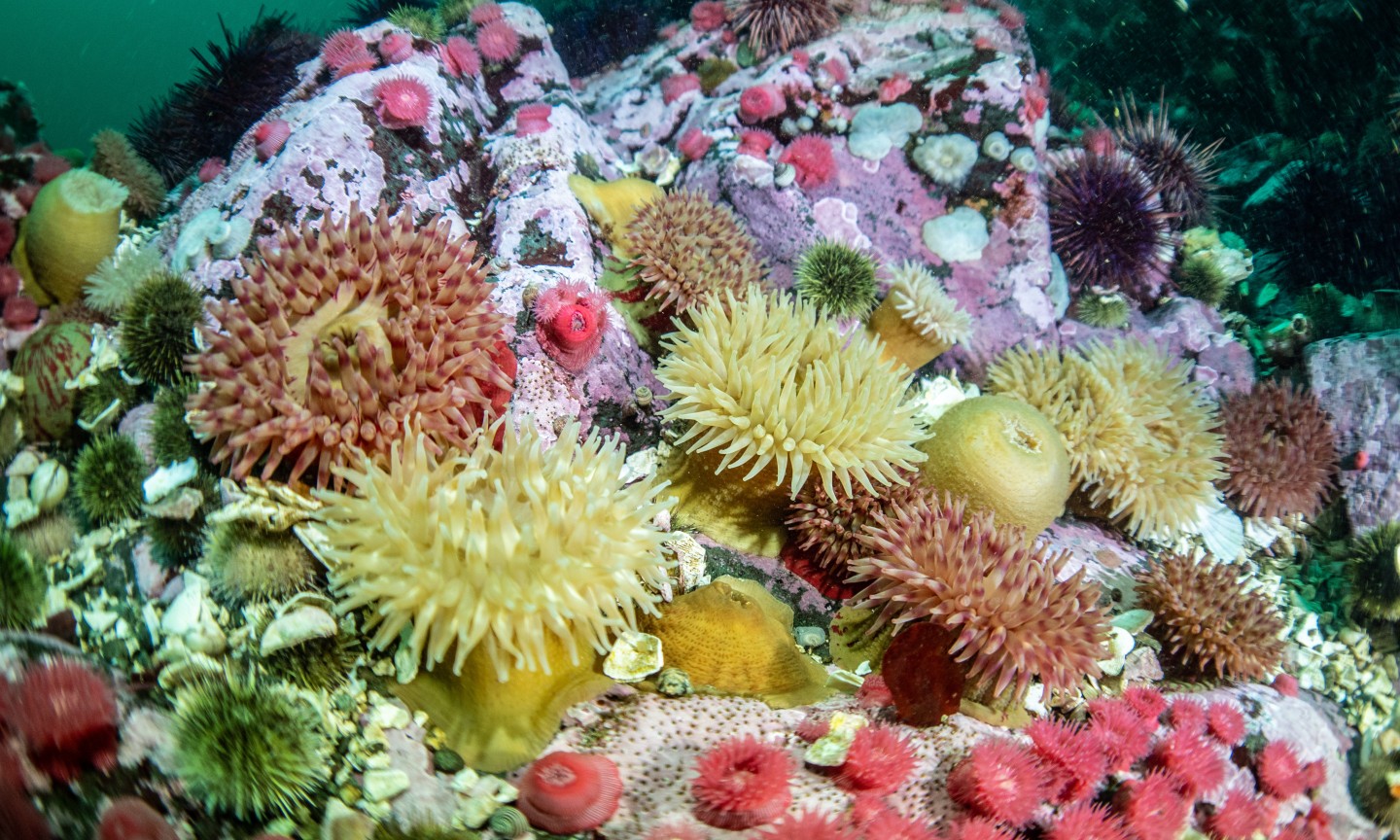 Plongée Campbell River