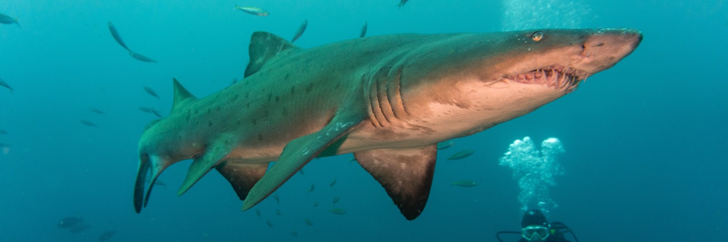 Plongée Protea Banks/Aliwal Shoal