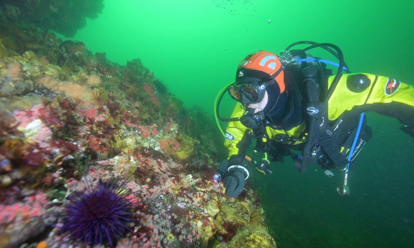 Plongée Campbell River