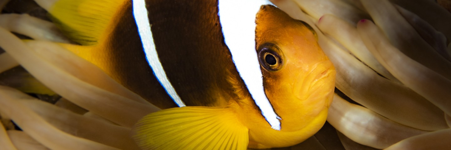 Plongée-Mer-Rouge-Arabie