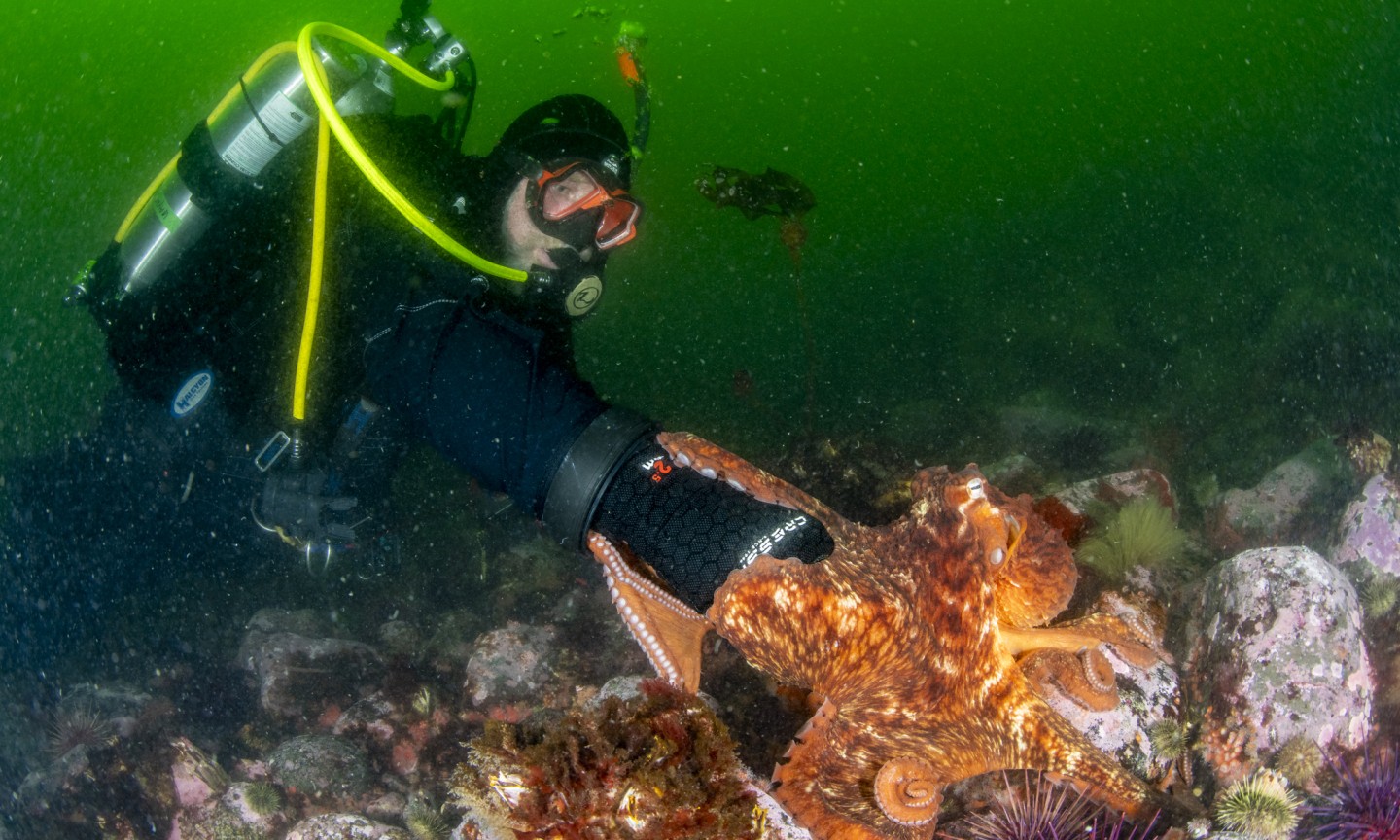 Plongée Campbell River