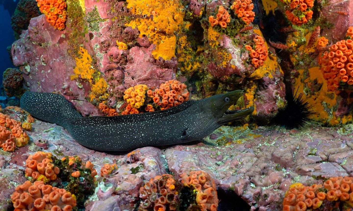 Malpelo croisière plongée