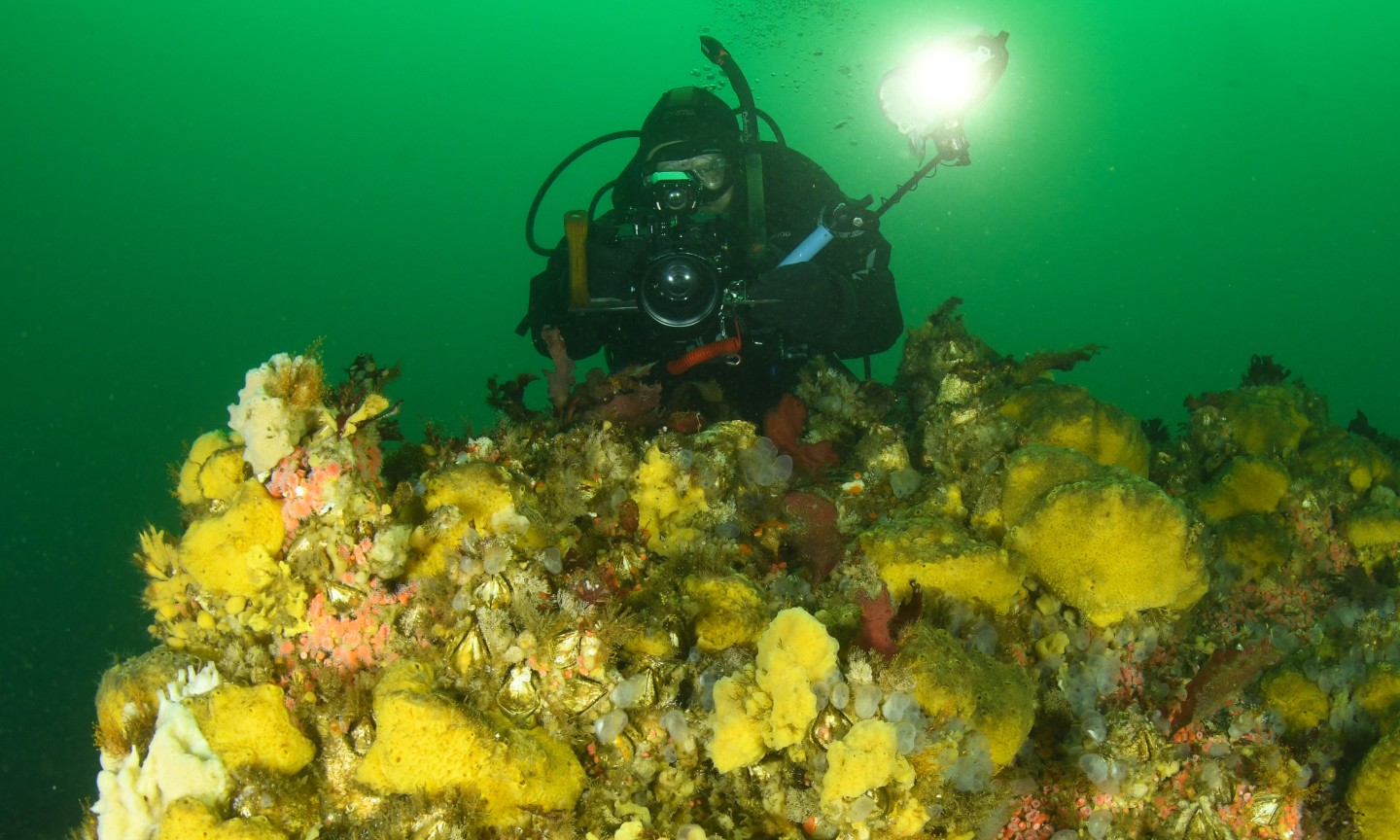 Plongée Campbell River