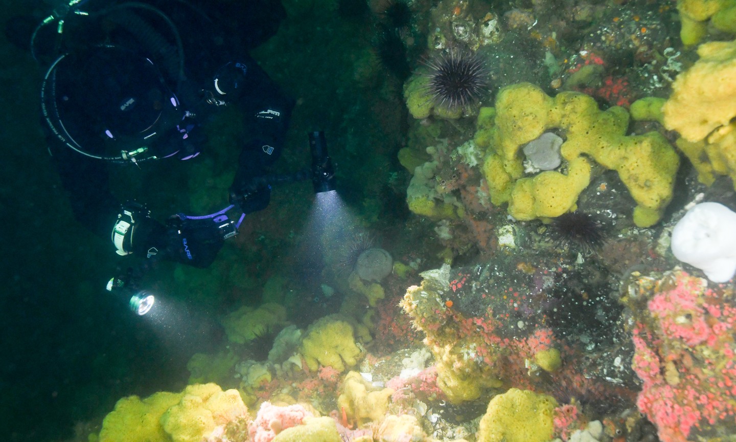 Plongée Campbell River