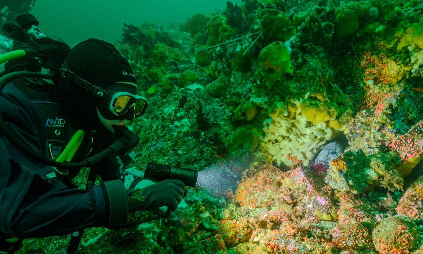 Plongée Campbell River