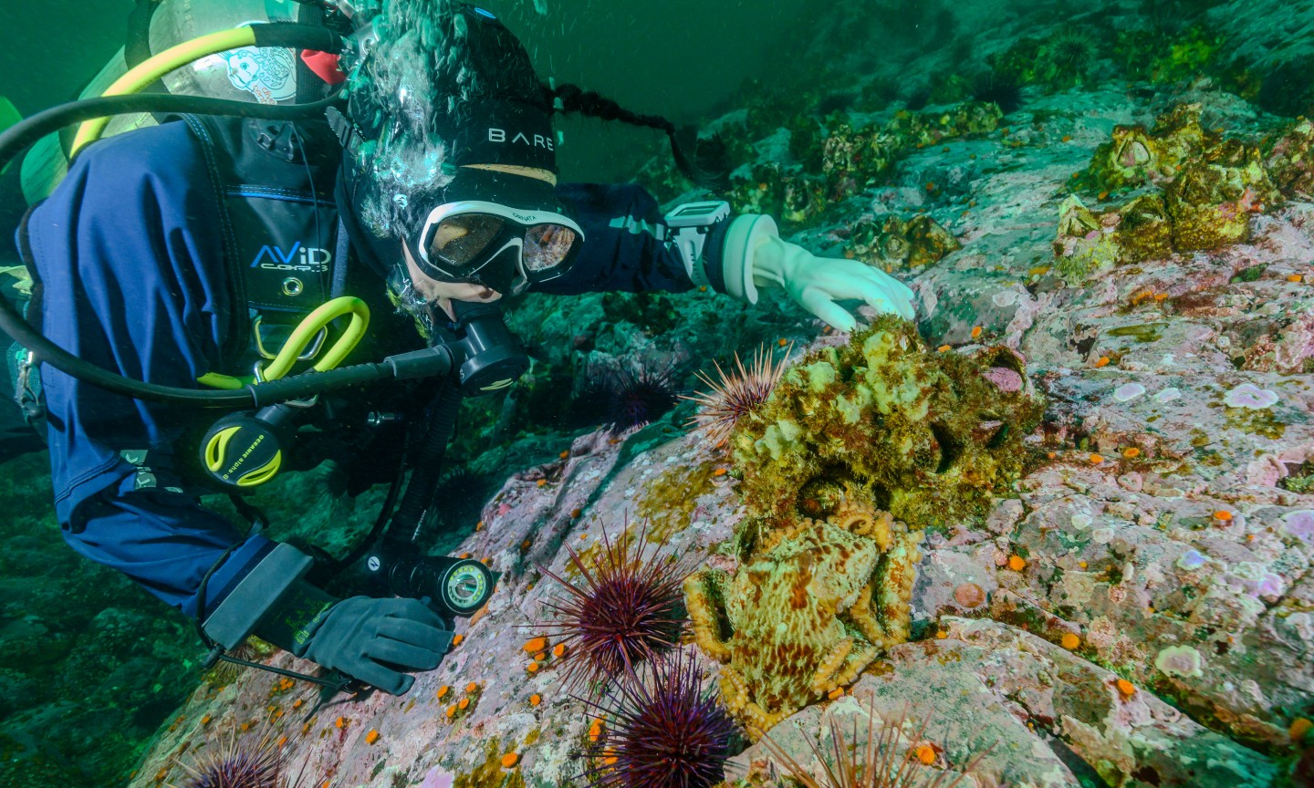 Plongée Campbell River