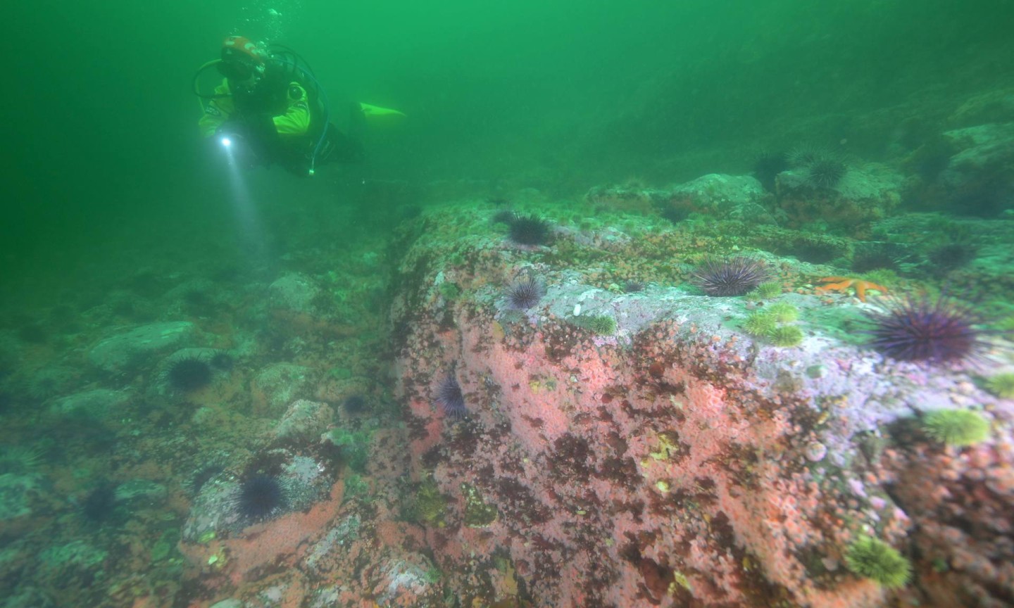 Plongée Campbell River