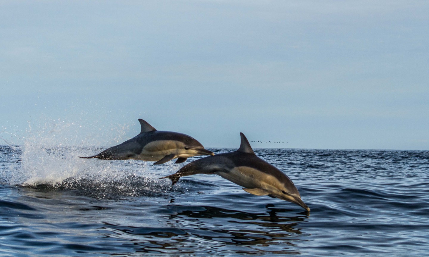 Tauchen Western Cape