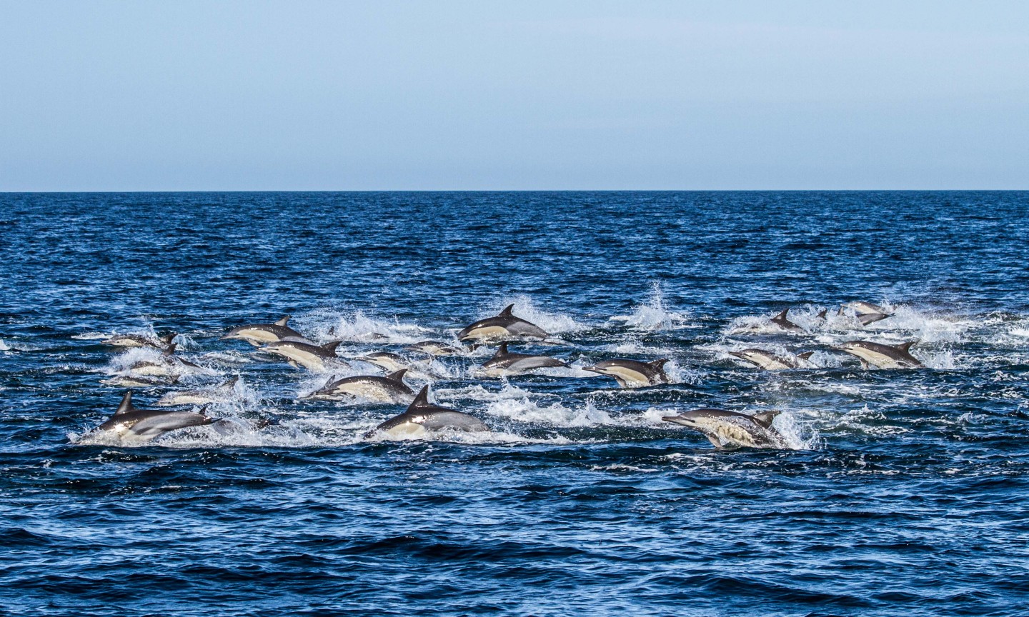 Tauchen Western Cape