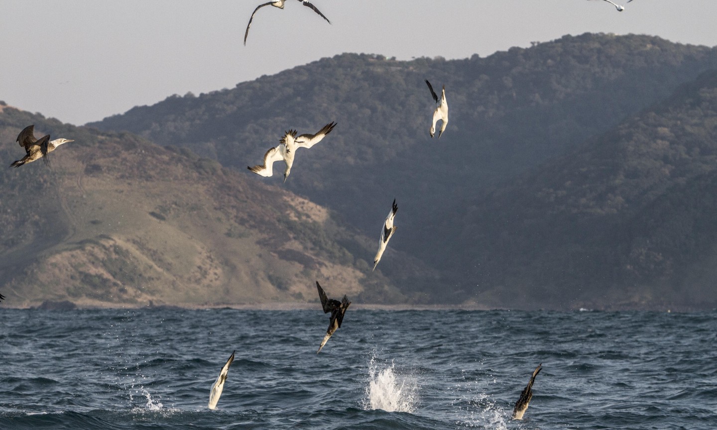 Tauchen Western Cape