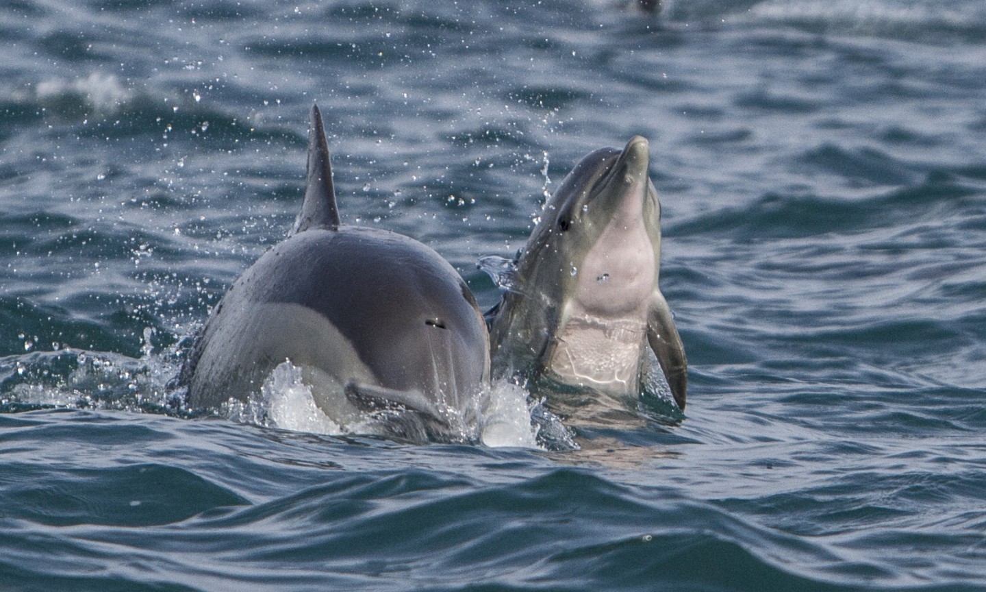 Tauchen Western Cape