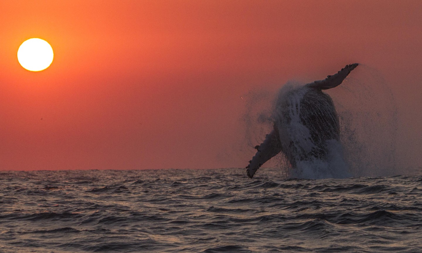 Tauchen Western Cape