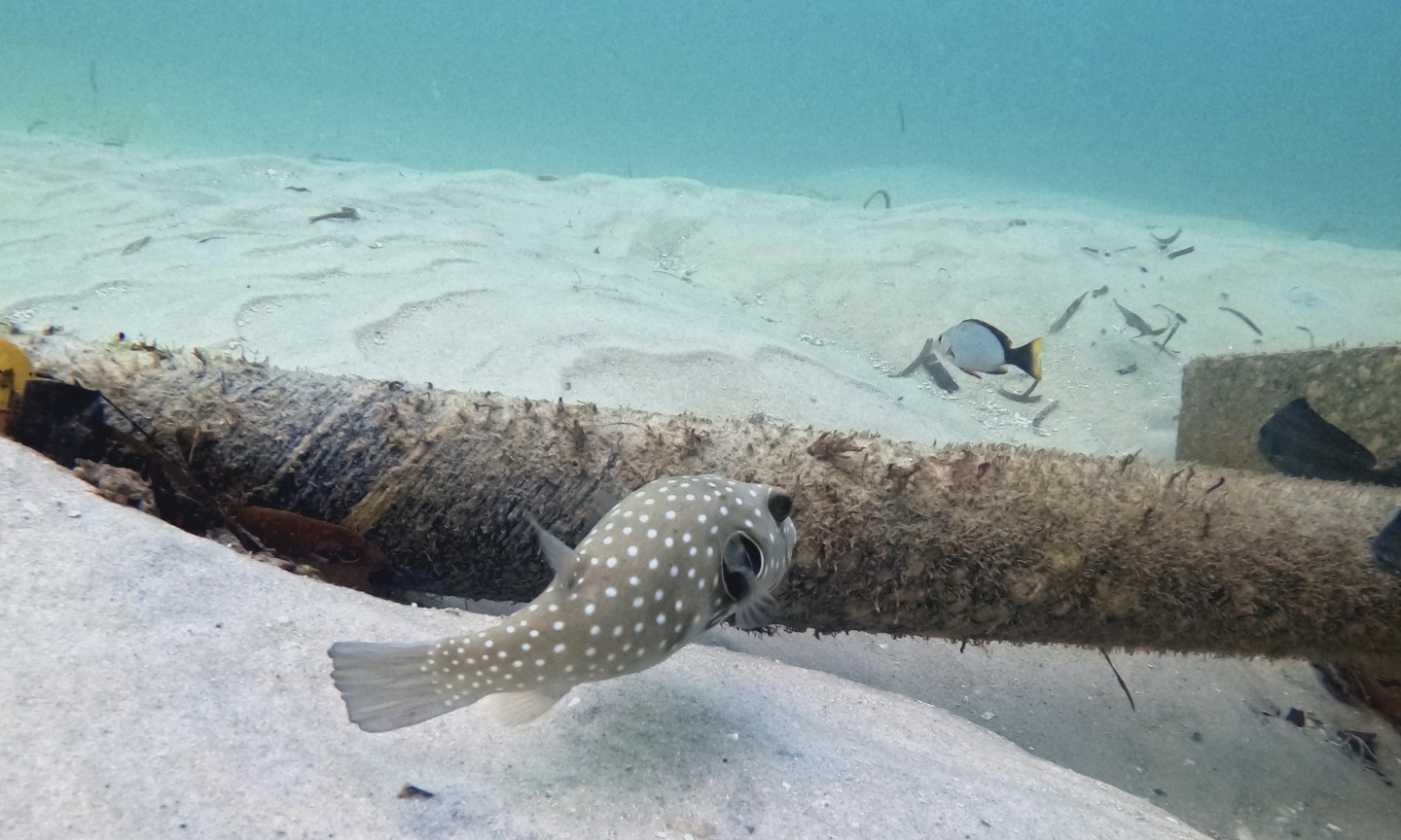 Tauchen Mafia Island