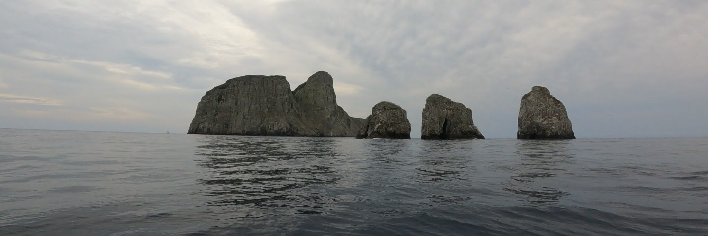 Tauchen Malpelo