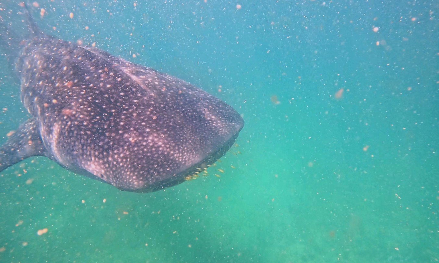 Tauchen Mafia Island