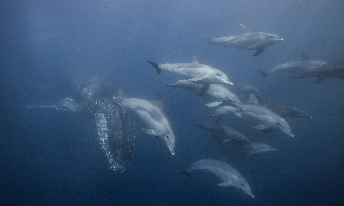 Tauchen Western Cape Sardine Run