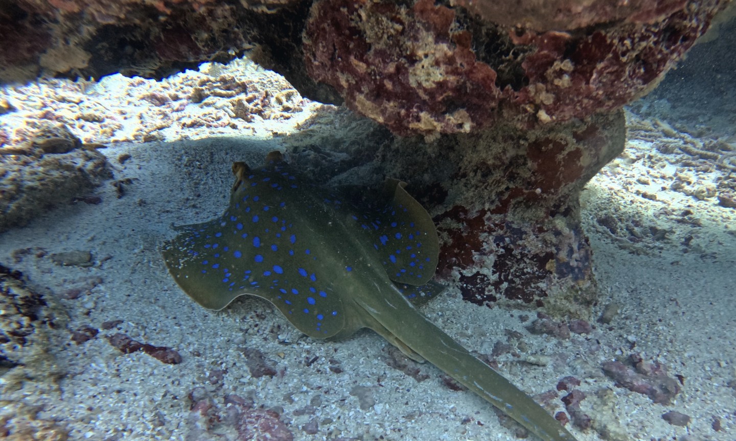 Tauchen Mafia Island