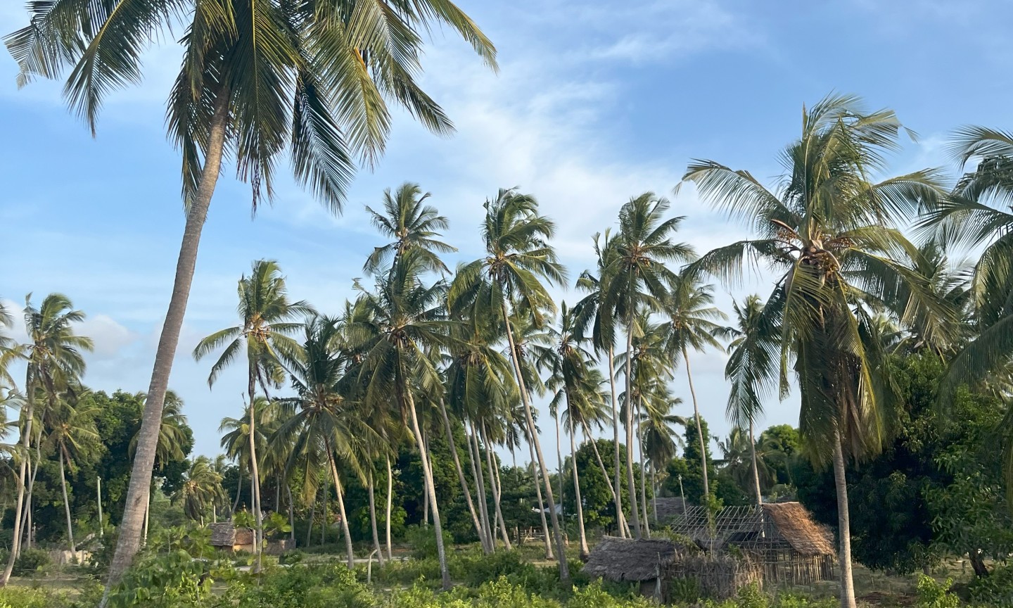 Tauchen Mafia Island