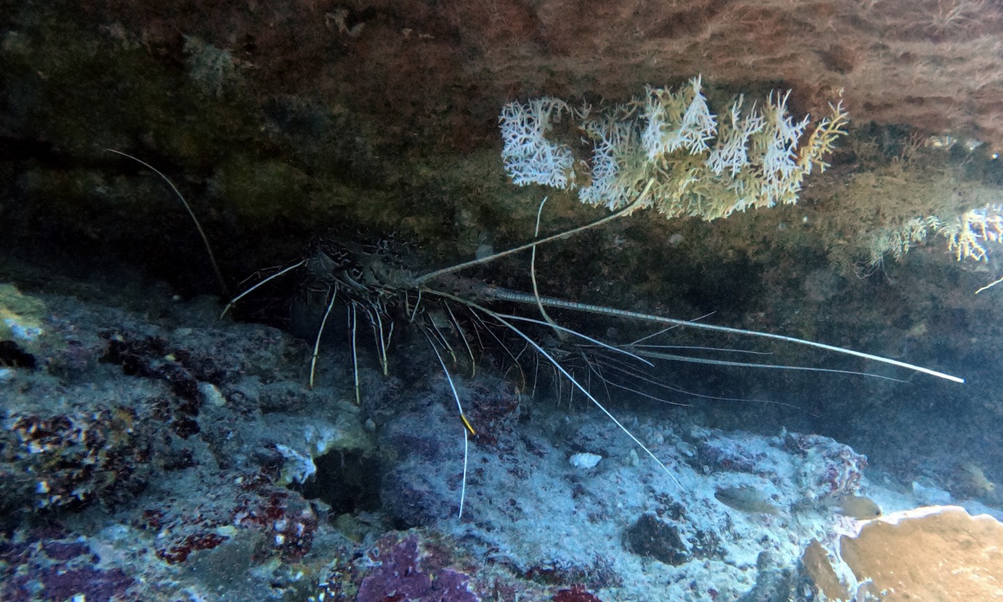 Tauchen Mafia Island